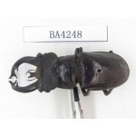 Lucanus fryi. Myanmar, Kechin, Nanse. 1M. BA4248.