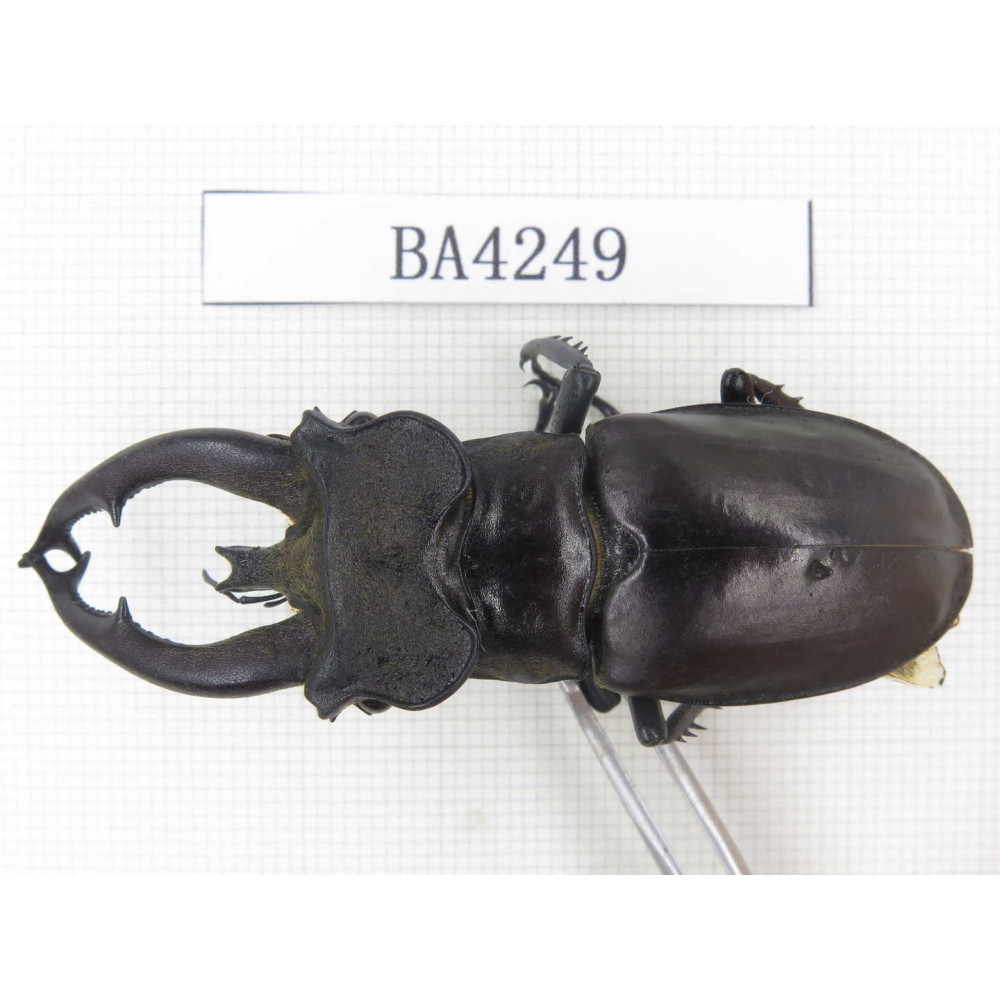 Lucanus fryi. Myanmar, Kechin, Nanse. 1M. BA4249.