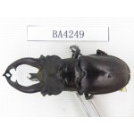 Lucanus fryi. Myanmar, Kechin, Nanse. 1M. BA4249.