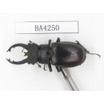 Lucanus fryi. Myanmar, Kechin, Nanse. 1M. BA4250.