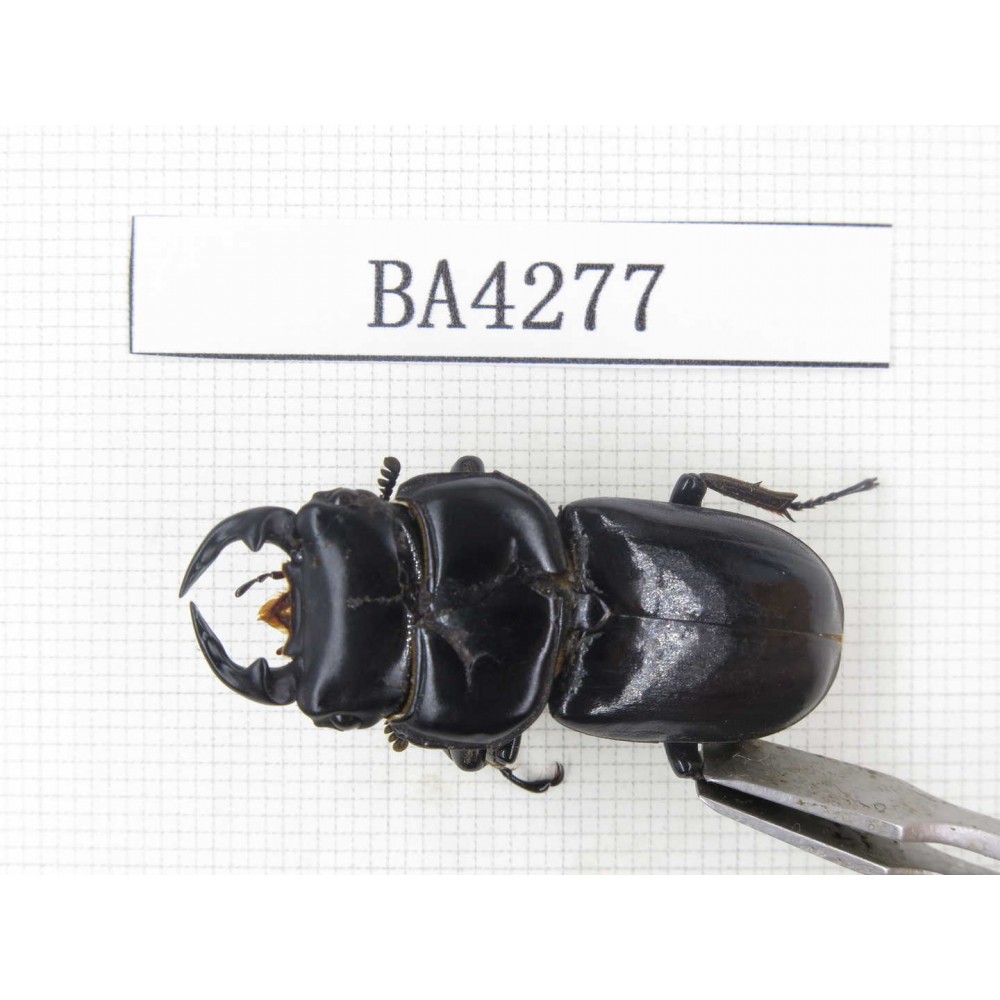 Dorcus sp. Myanmar, Kechin, Nanse. 1M. BA4277.