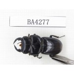 Dorcus sp. Myanmar, Kechin, Nanse. 1M. BA4277.