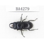 Dorcus sp. Myanmar, Kechin, Nanse. 1M. BA4279.
