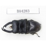 Dorcus sp. Myanmar, Kechin, Nanse. 1M. BA4283.