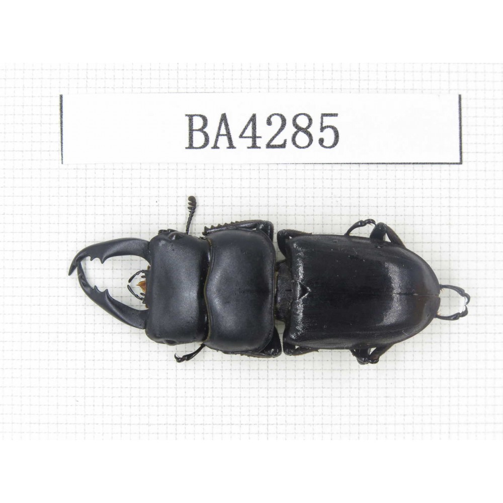 Dorcus sp. Myanmar, Kechin, Nanse. 1M. BA4285.