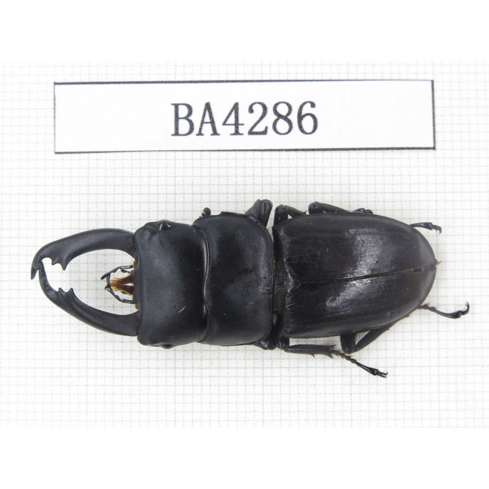 Dorcus sp. Myanmar, Kechin, Nanse. 1M. BA4286.