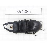 Dorcus sp. Myanmar, Kechin, Nanse. 1M. BA4286.