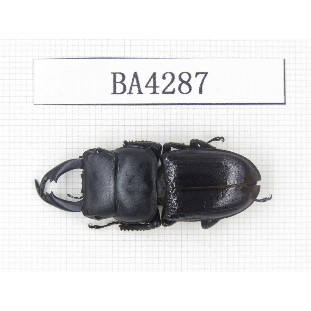 Dorcus sp. Myanmar, Kechin, Nanse. 1M. BA4287.