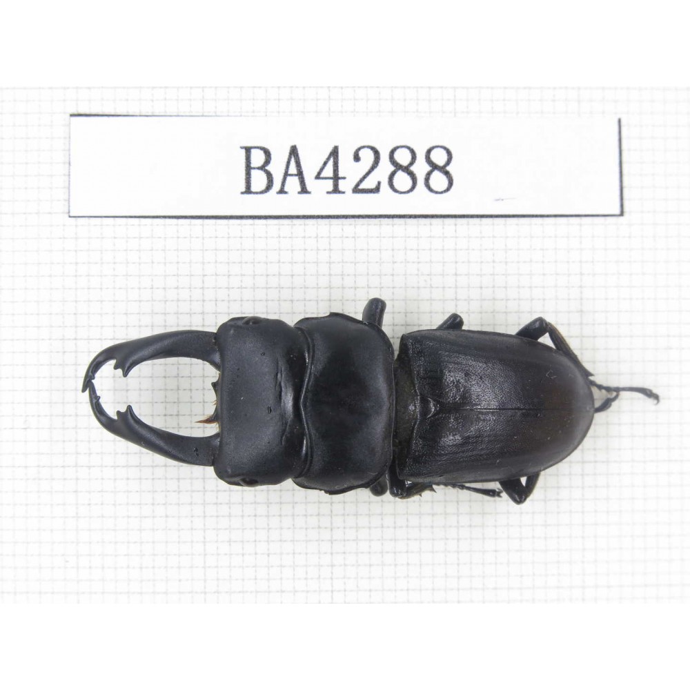 Dorcus sp. Myanmar, Kechin, Nanse. 1M. BA4288.