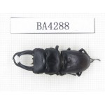 Dorcus sp. Myanmar, Kechin, Nanse. 1M. BA4288.