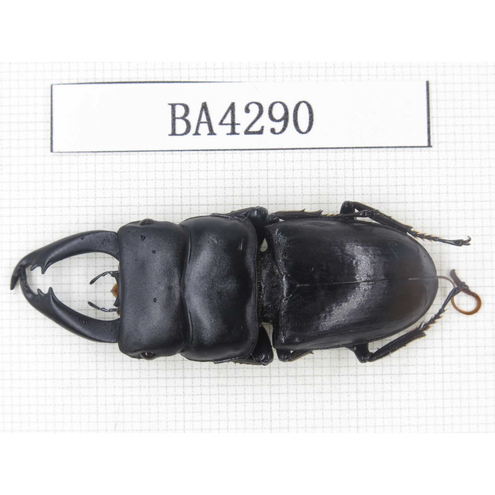 Dorcus sp. Myanmar, Kechin, Nanse. 1M. BA4290.