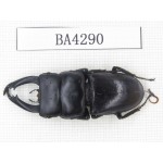 Dorcus sp. Myanmar, Kechin, Nanse. 1M. BA4290.