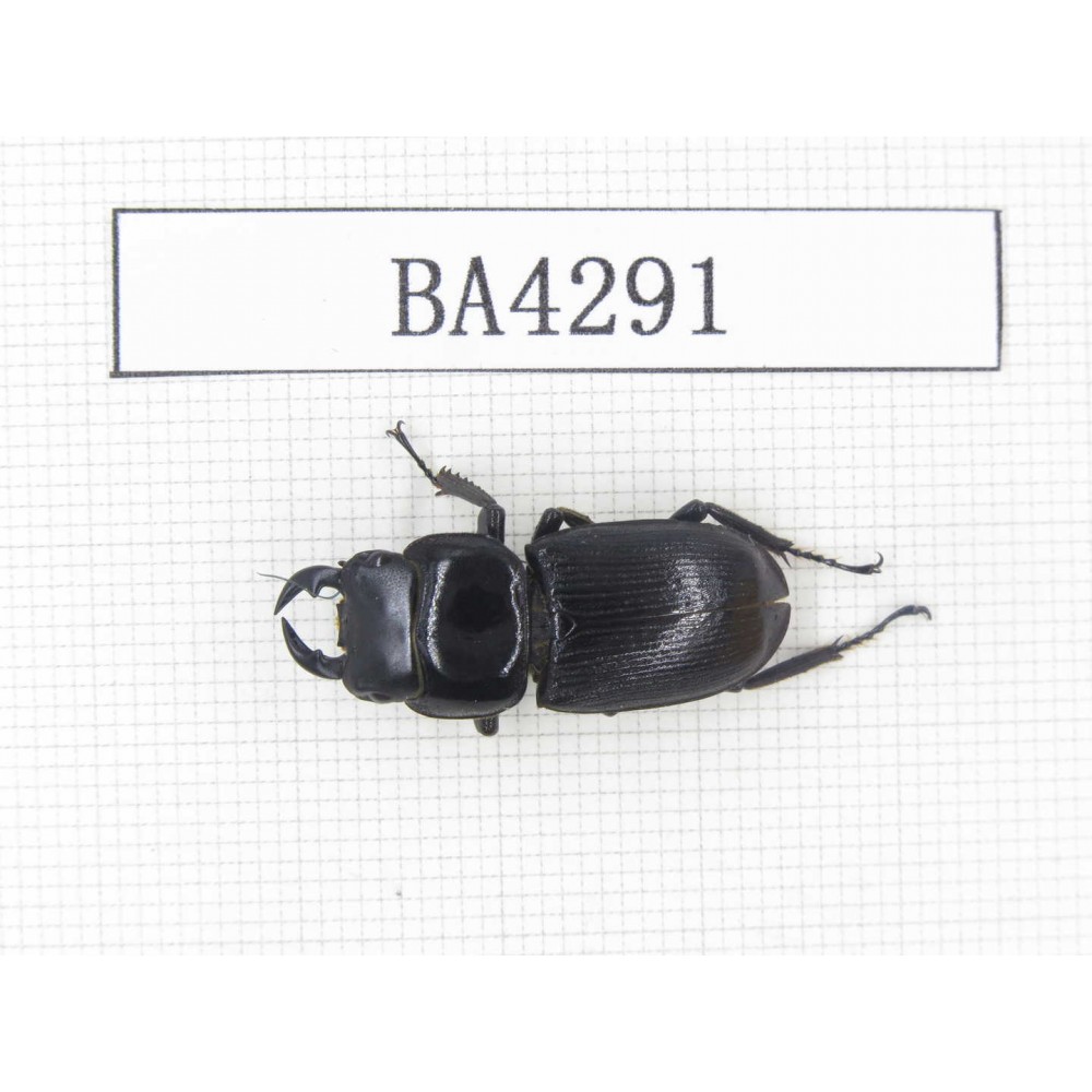 Dorcus sp. Myanmar, Kechin, Nanse. 1M. BA4291.