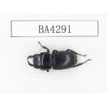 Dorcus sp. Myanmar, Kechin, Nanse. 1M. BA4291.