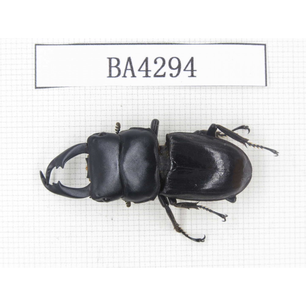 Dorcus sp. Myanmar, Kechin, Nanse. 1M. BA4294.