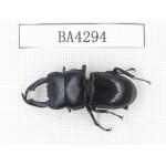 Dorcus sp. Myanmar, Kechin, Nanse. 1M. BA4294.