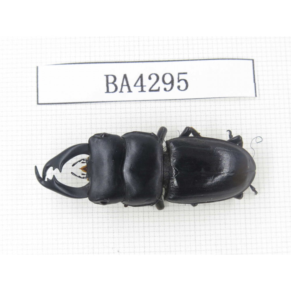 Dorcus sp. Myanmar, Kechin, Nanse. 1M. BA4295.