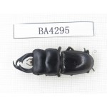 Dorcus sp. Myanmar, Kechin, Nanse. 1M. BA4295.