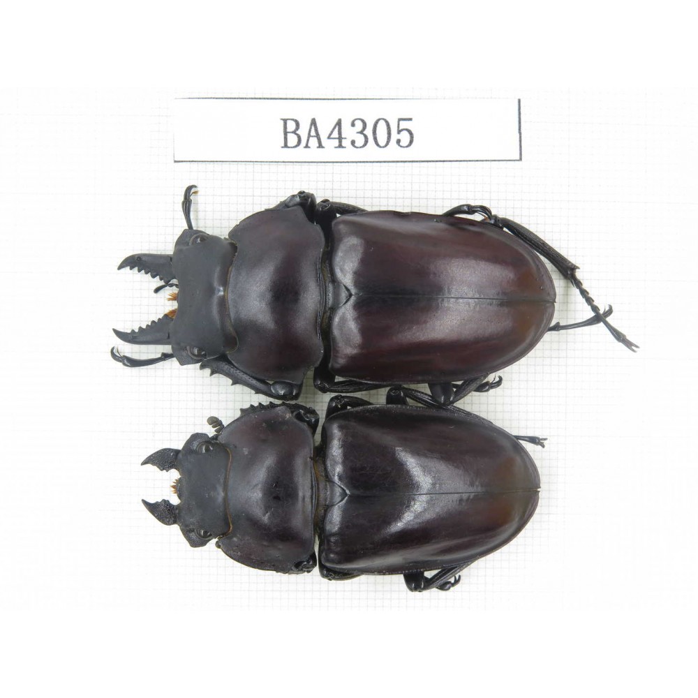 Neolucanus sp. China, Guizhou, Qiandongnan, Mt.Leigongshan. 1P. BA4305.