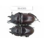 Neolucanus sp. China, Guizhou, Qiandongnan, Mt.Leigongshan. 1P. BA4305.