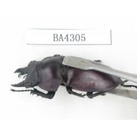 Neolucanus sp. China, Guizhou, Qiandongnan, Mt.Leigongshan. 1P. BA4305.