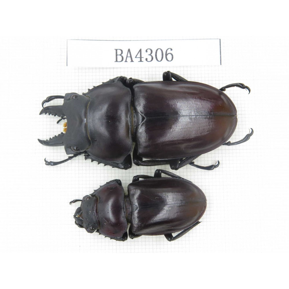 Neolucanus sp. China, Guizhou, Qiandongnan, Mt.Leigongshan. 1P. BA4306.