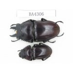 Neolucanus sp. China, Guizhou, Qiandongnan, Mt.Leigongshan. 1P. BA4306.