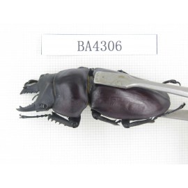 Neolucanus sp. China, Guizhou, Qiandongnan, Mt.Leigongshan. 1P. BA4306.