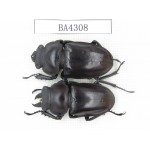 Neolucanus sp. China, Guizhou, Qiandongnan, Mt.Leigongshan. 1P. BA4308.