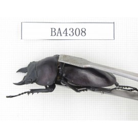 Neolucanus sp. China, Guizhou, Qiandongnan, Mt.Leigongshan. 1P. BA4308.