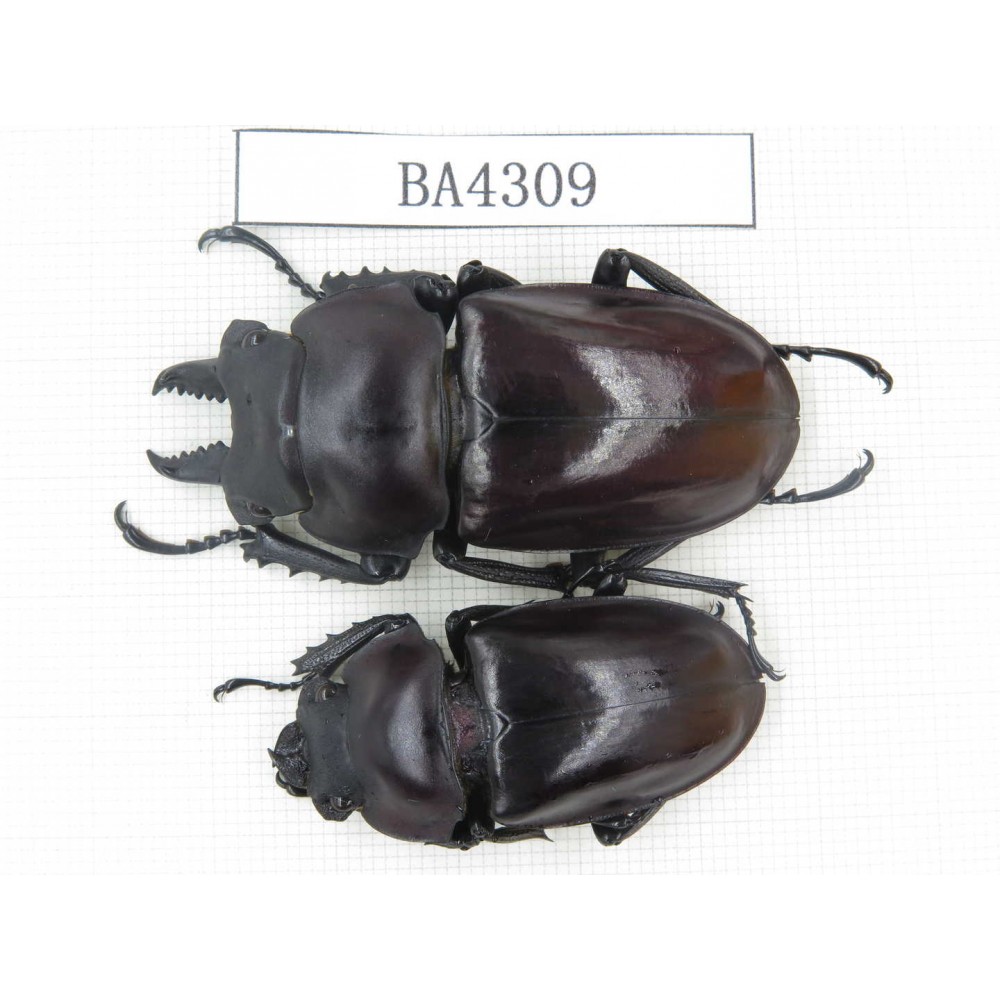 Neolucanus sp. China, Guizhou, Qiandongnan, Mt.Leigongshan. 1P. BA4309.