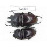 Neolucanus sp. China, Guizhou, Qiandongnan, Mt.Leigongshan. 1P. BA4309.