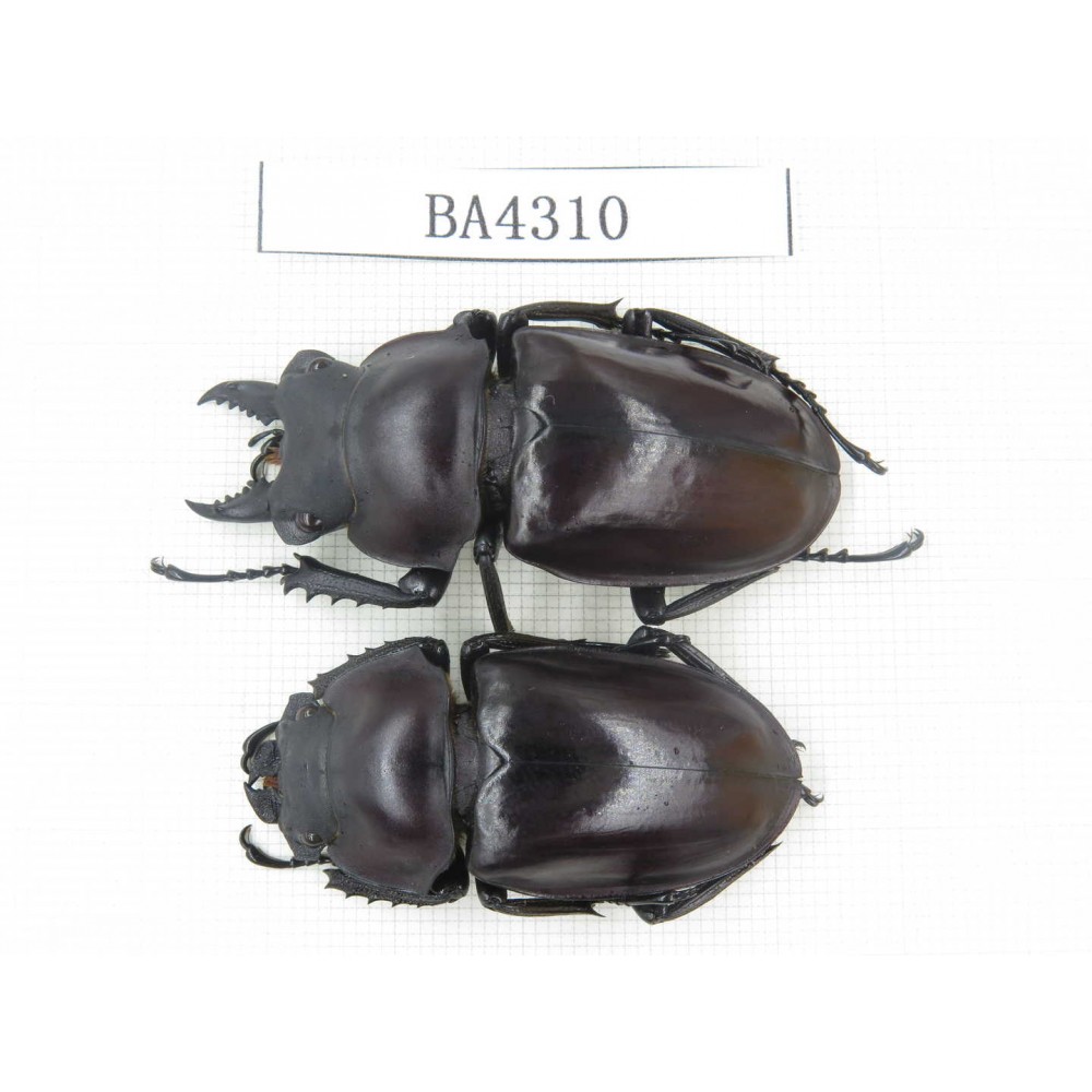 Neolucanus sp. China, Guizhou, Qiandongnan, Mt.Leigongshan. 1P. BA4310.
