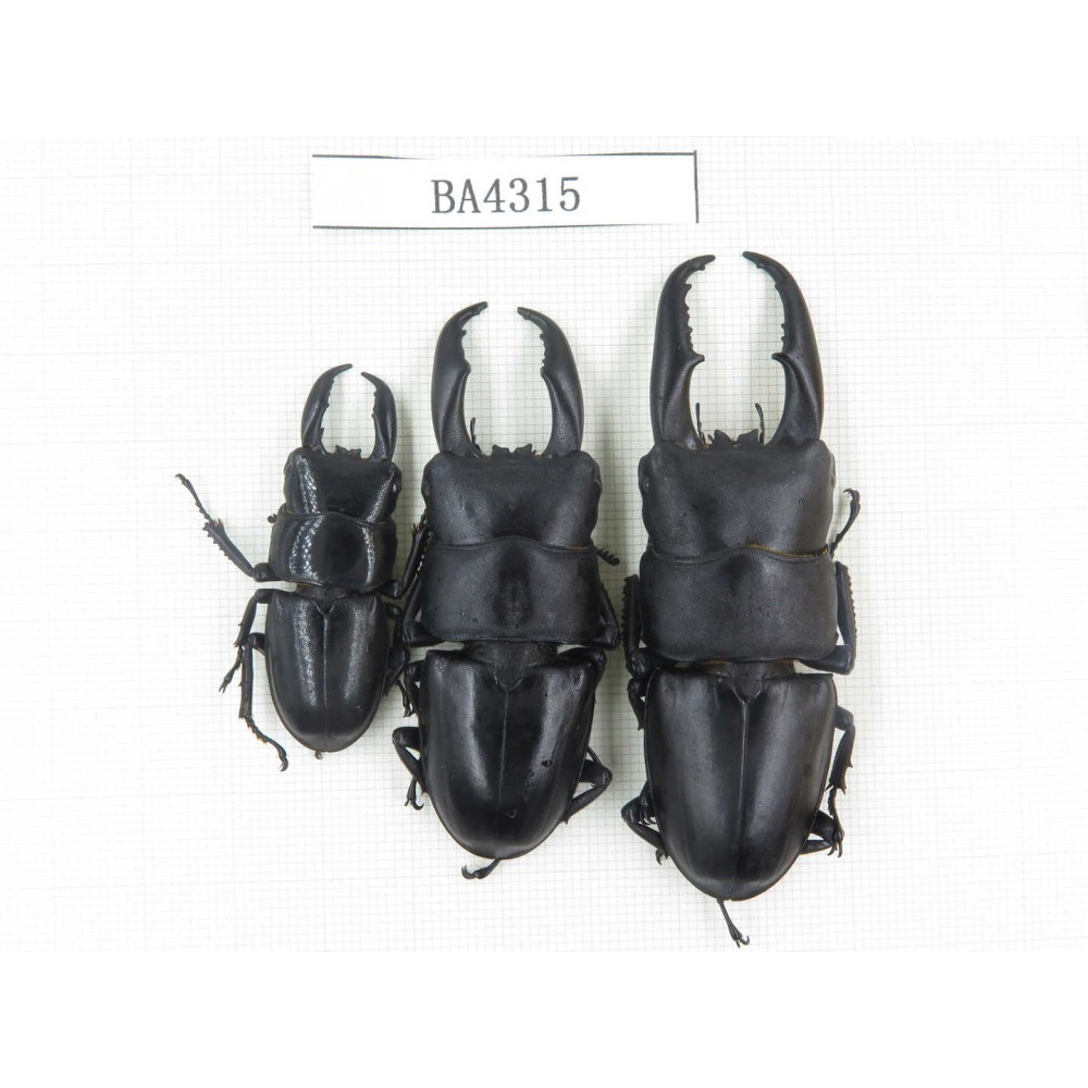 Dorcus sp. China, Guizhou, Qiandongnan, Mt.Leigongshan. 3M. BA4315.