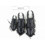 Dorcus sp. China, Guizhou, Qiandongnan, Mt.Leigongshan. 3M. BA4315.