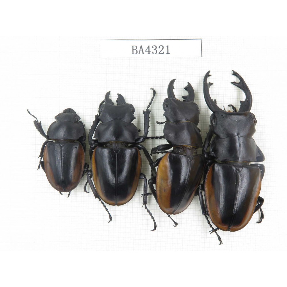 Odontolabis cuvera ssp. China, Quizhou, Qiandongnan, Mt.Leigongshan. 3M1F. BA4321.