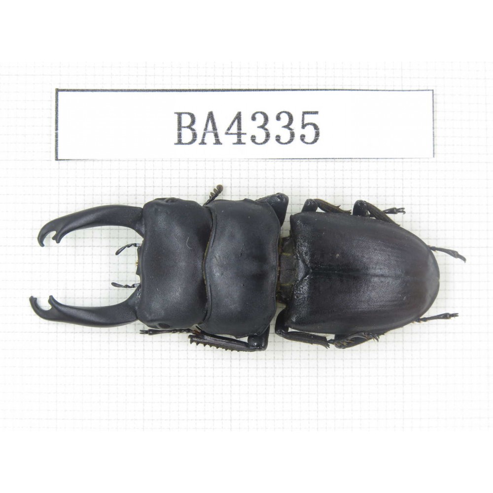 Dorcus sp. China, Guizhou, Qiandongnan, Mt.Leigongshan. 1M. BA4335.