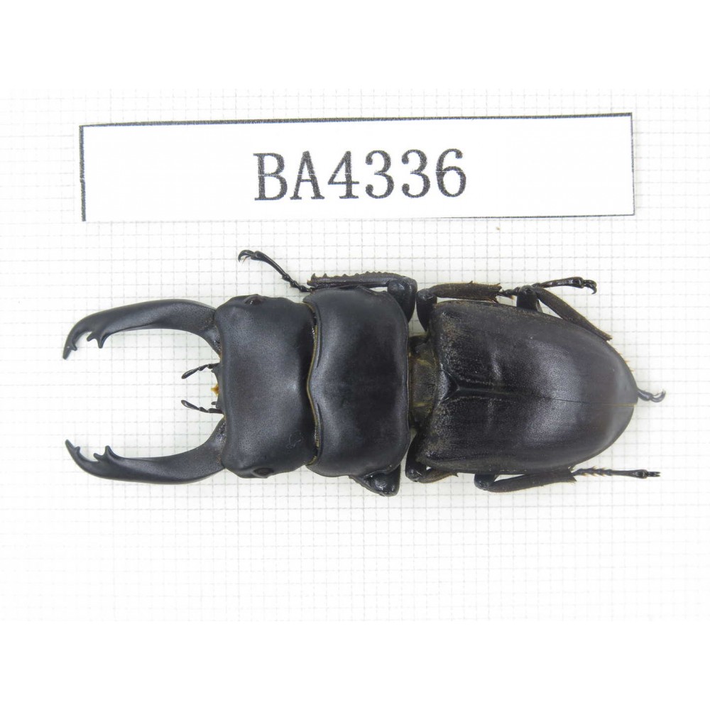 Dorcus sp. China, Guizhou, Qiandongnan, Mt.Leigongshan. 1M. BA4336.