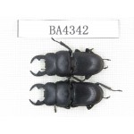 Dorcus sp. China, Guizhou, Qiandongnan, Mt.Leigongshan. 2M. BA4342.