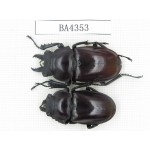 Neolucanus sp. China, Guizhou, Qiandongnan, Mt.Miaoling. 1P. BA4353.