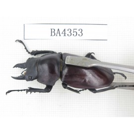 Neolucanus sp. China, Guizhou, Qiandongnan, Mt.Miaoling. 1P. BA4353.