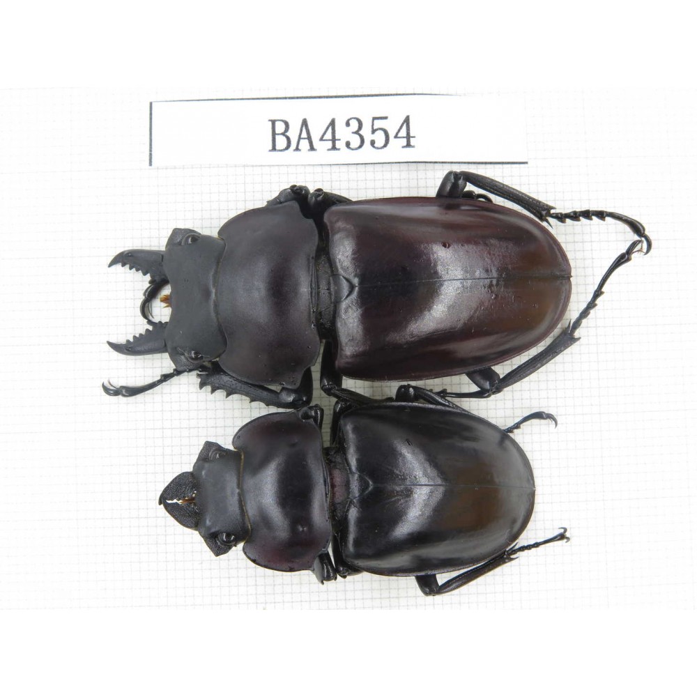 Neolucanus sp. China, Guizhou, Qiandongnan, Mt.Miaoling. 1P. BA4354.