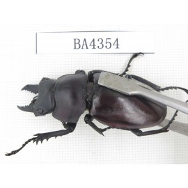 Neolucanus sp. China, Guizhou, Qiandongnan, Mt.Miaoling. 1P. BA4354.