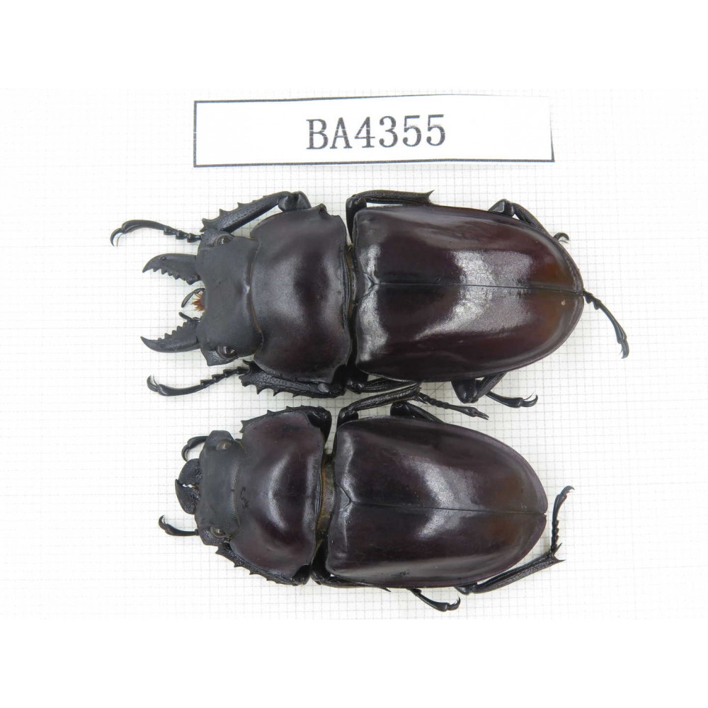 Neolucanus sp. China, Guizhou, Qiandongnan, Mt.Miaoling. 1P. BA4355.