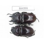Neolucanus sp. China, Guizhou, Qiandongnan, Mt.Miaoling. 1P. BA4355.