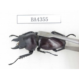Neolucanus sp. China, Guizhou, Qiandongnan, Mt.Miaoling. 1P. BA4355.