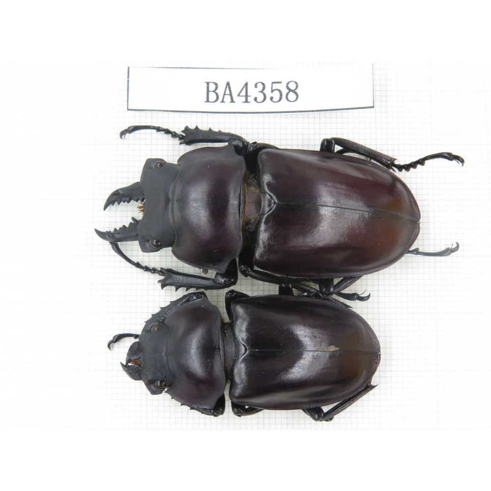 Neolucanus sp. China, Guizhou, Qiandongnan, Mt.Miaoling. 1P. BA4358.