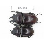 Neolucanus sp. China, Guizhou, Qiandongnan, Mt.Miaoling. 1P. BA4358.