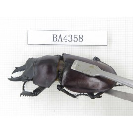 Neolucanus sp. China, Guizhou, Qiandongnan, Mt.Miaoling. 1P. BA4358.
