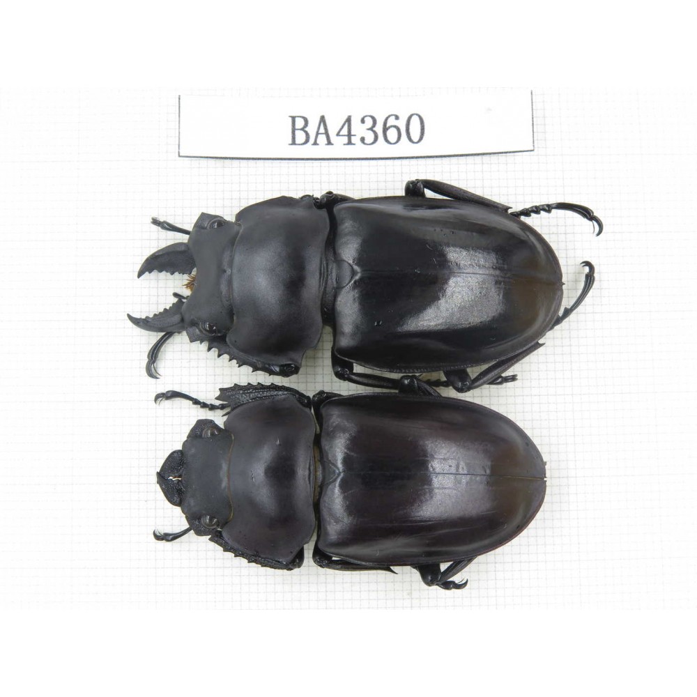 Neolucanus sp. China, Guizhou, Qiandongnan, Mt.Miaoling. 1P. BA4360.